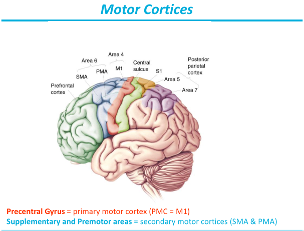 CVA-motor-cortex